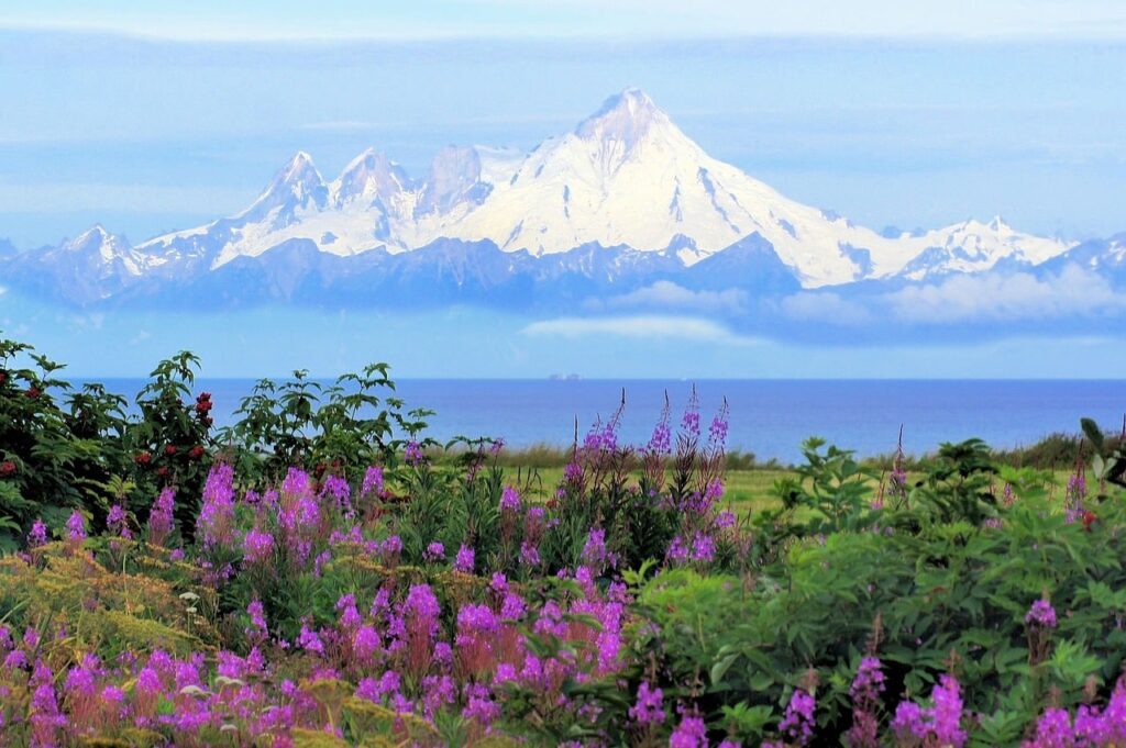 A snow-capped mountain range with a grassy foreground filled with purple wildflowers and green foliage under a blue sky.